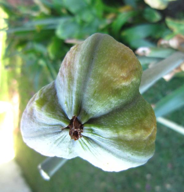 Name:  amarillis tohum2.jpg
Views: 844
Size:  40.9 KB