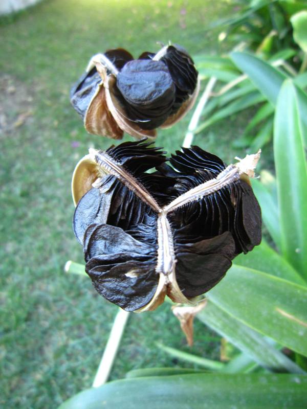 Name:  amarillis tohum1.jpg
Views: 823
Size:  65.3 KB