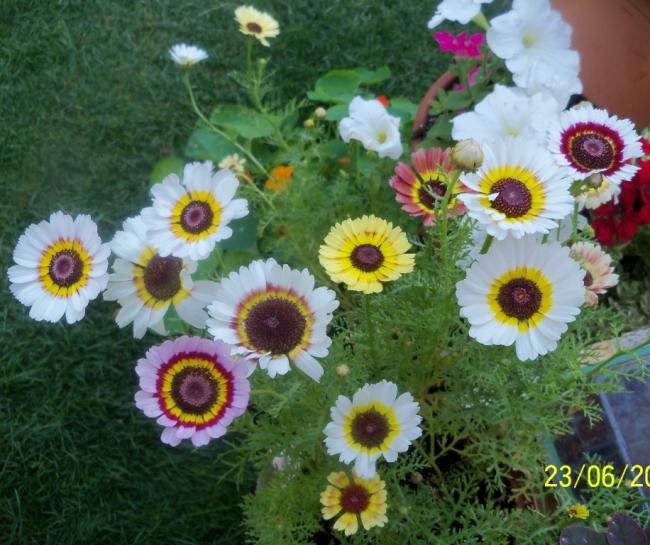 Name:  100_6797.jpg
Views: 685
Size:  63.6 KB
