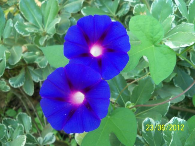 Name:  100_6726.jpg
Views: 666
Size:  42.2 KB