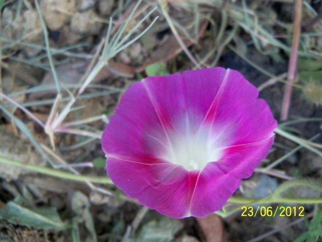 Name:  100_6735.jpg
Views: 818
Size:  39.1 KB