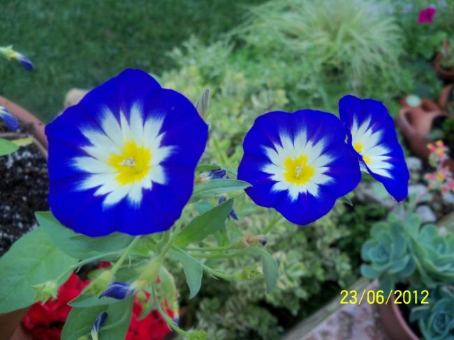 Name:  100_6815.jpg
Views: 704
Size:  43.0 KB
