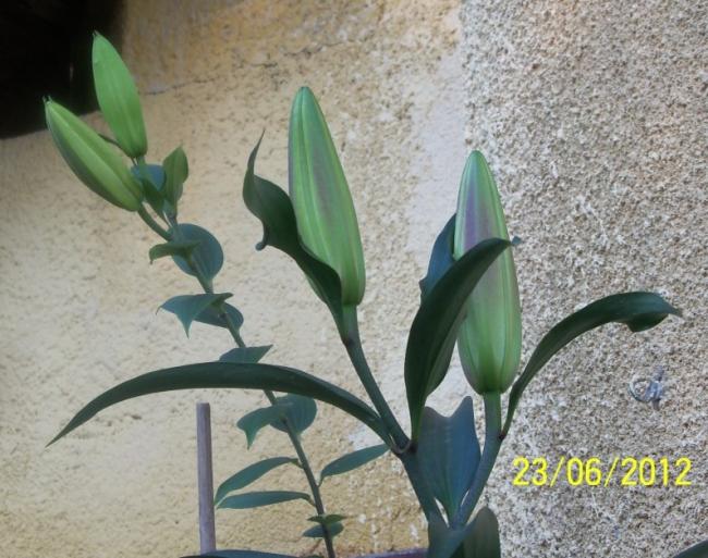 Name:  100_6643.jpg
Views: 673
Size:  60.8 KB