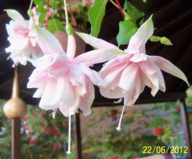Name:  100_6497.jpg
Views: 1636
Size:  43.0 KB