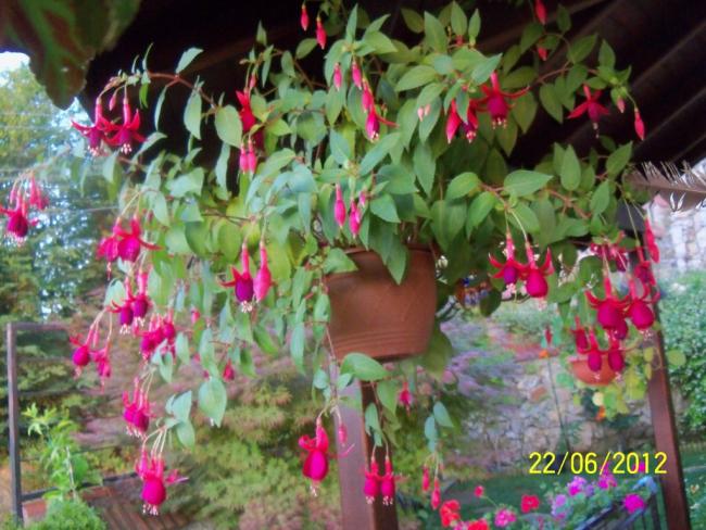 Name:  100_6515.jpg
Views: 5307
Size:  61.7 KB