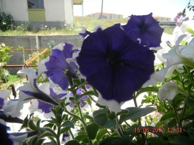 Name:  DSCN1410.jpg
Views: 727
Size:  50.6 KB