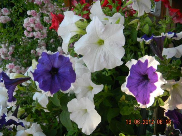 Name:  DSCN1552.jpg
Views: 755
Size:  55.1 KB