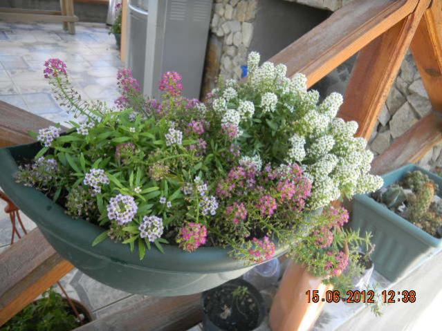Name:  DSCN1433.jpg
Views: 793
Size:  61.3 KB