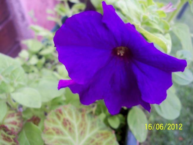 Name:  100_5560.jpg
Views: 584
Size:  30.6 KB