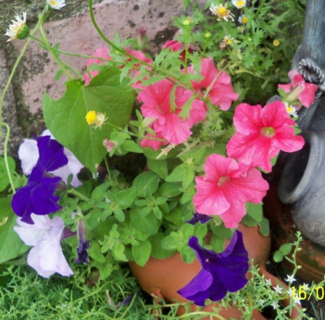 Name:  100_5570.jpg
Views: 585
Size:  69.4 KB