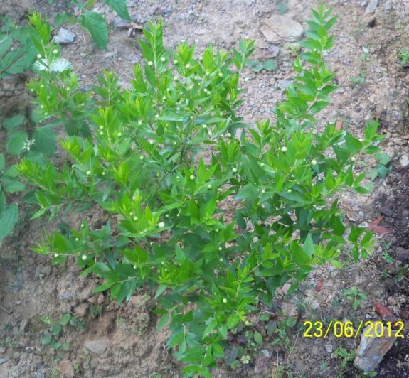 Name:  100_6674.jpg
Views: 623
Size:  72.6 KB