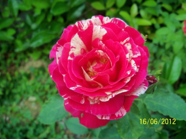Name:  100_5672.jpg
Views: 593
Size:  41.0 KB