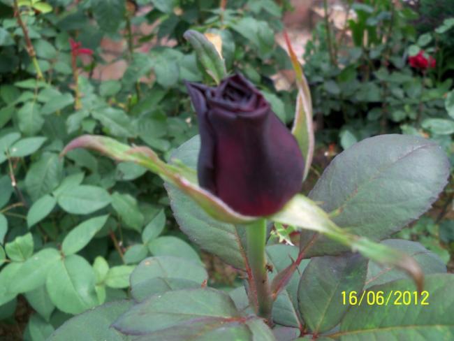Name:  100_5701.jpg
Views: 571
Size:  40.9 KB