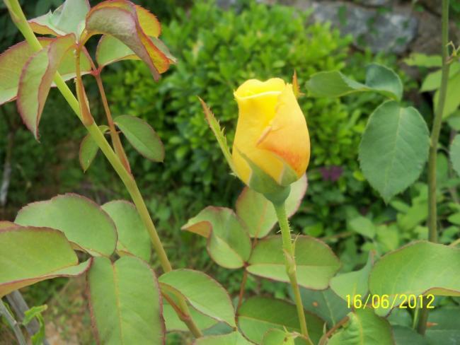 Name:  100_5704.jpg
Views: 578
Size:  43.5 KB