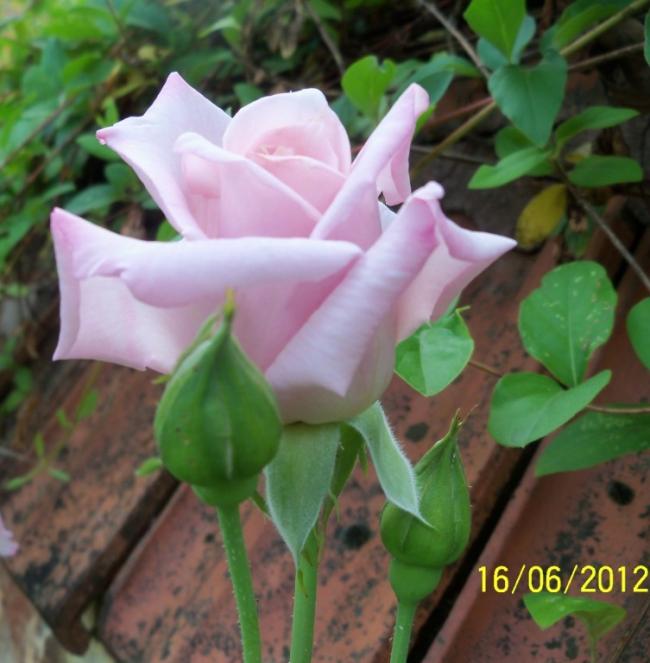 Name:  100_5706.jpg
Views: 579
Size:  48.4 KB