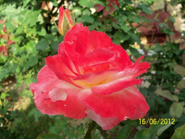 Name:  100_5711.jpg
Views: 589
Size:  45.4 KB