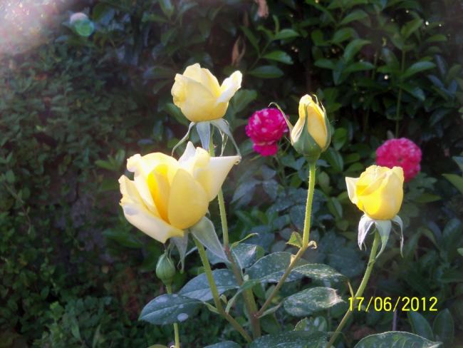 Name:  100_5858.jpg
Views: 606
Size:  45.9 KB