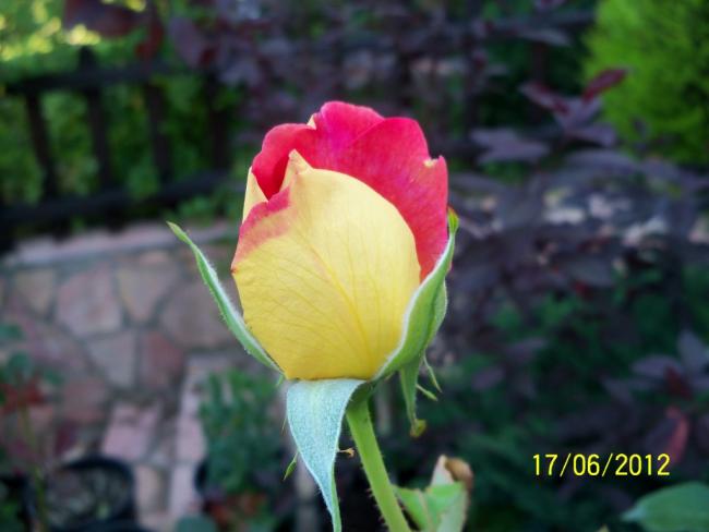 Name:  100_5875.jpg
Views: 596
Size:  32.0 KB
