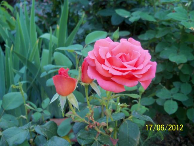 Name:  100_5887.jpg
Views: 579
Size:  43.4 KB