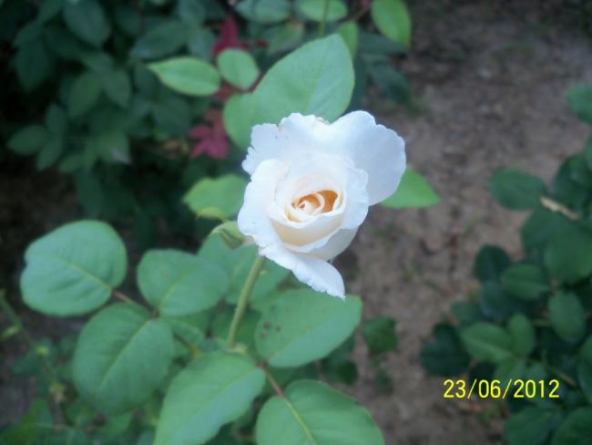 Name:  100_6692.jpg
Views: 605
Size:  27.9 KB