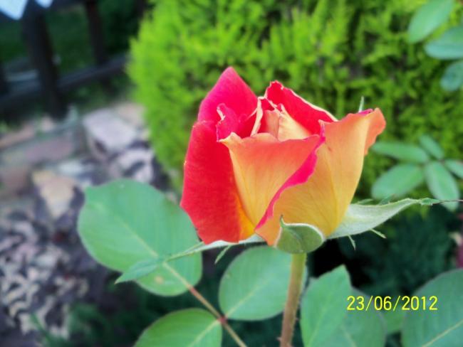 Name:  100_6694.jpg
Views: 610
Size:  35.3 KB