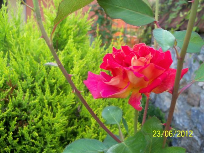 Name:  100_6698.jpg
Views: 580
Size:  56.1 KB