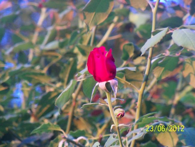 Name:  100_6910.jpg
Views: 557
Size:  44.9 KB
