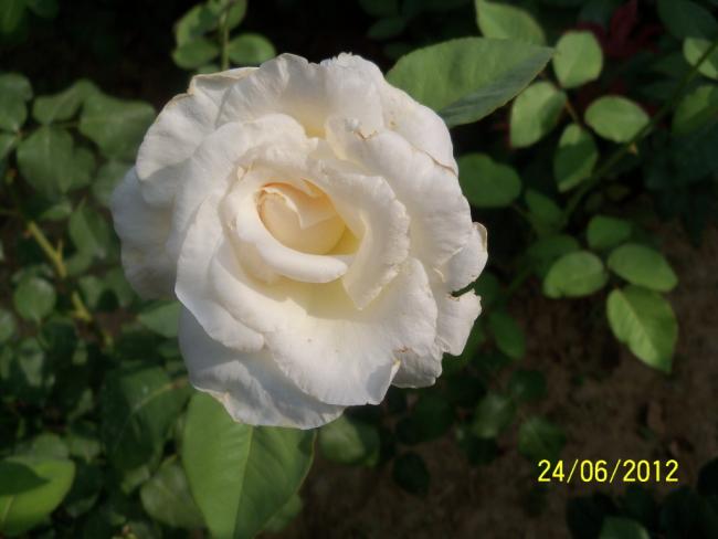 Name:  100_6962.jpg
Views: 581
Size:  30.5 KB