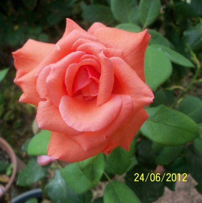 Name:  100_6975.jpg
Views: 598
Size:  39.1 KB