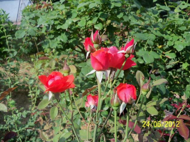 Name:  100_6985.jpg
Views: 574
Size:  70.1 KB