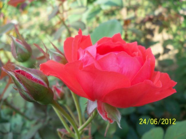 Name:  100_6987.jpg
Views: 598
Size:  36.2 KB
