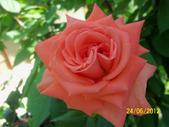 Name:  100_7009.jpg
Views: 539
Size:  32.9 KB