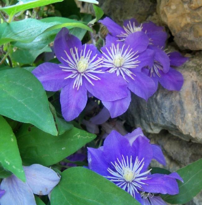 Name:  100_5735.jpg
Views: 590
Size:  60.2 KB
