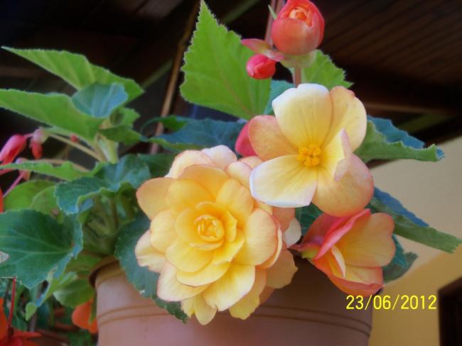 Name:  100_6841.jpg
Views: 564
Size:  35.0 KB