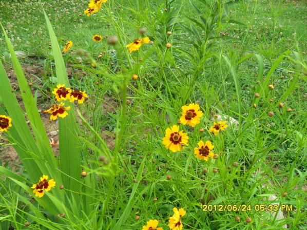 Name:  043.jpg
Views: 1365
Size:  71.1 KB