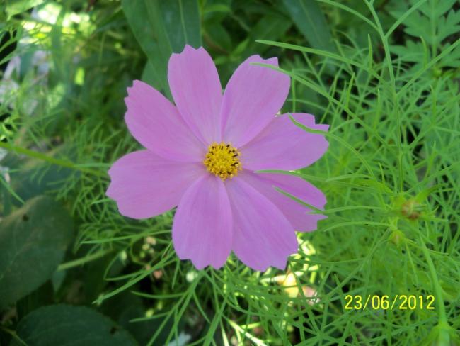 Name:  100_6831.jpg
Views: 586
Size:  45.4 KB