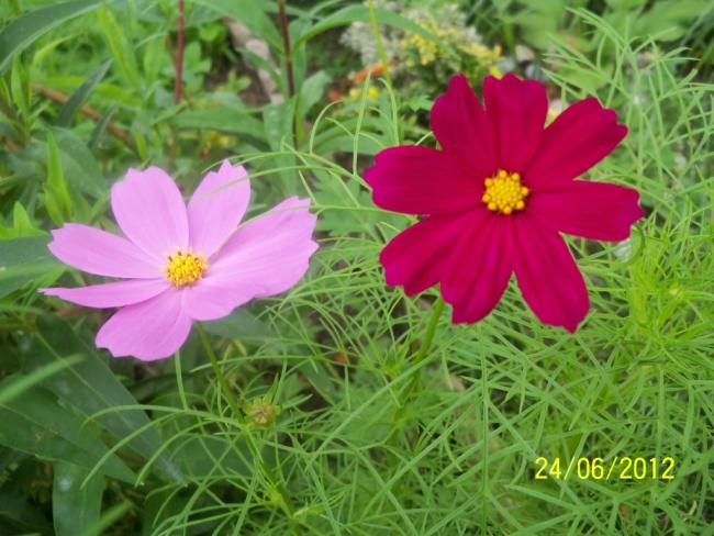 Name:  100_6919.jpg
Views: 582
Size:  54.4 KB