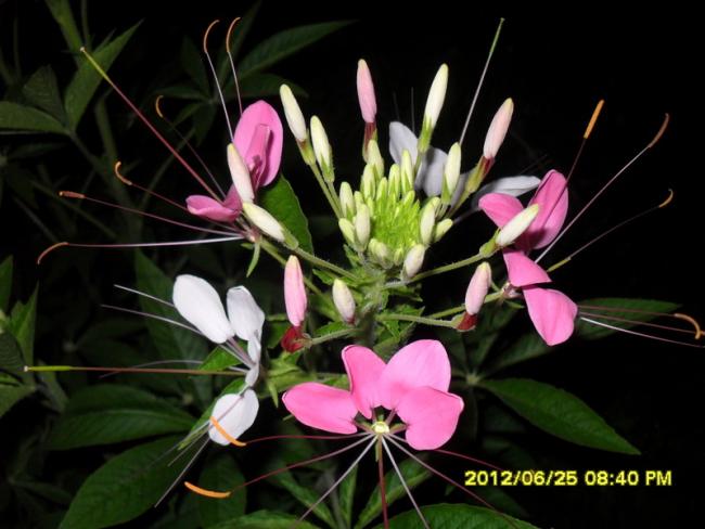 Name:  001.jpg
Views: 885
Size:  42.4 KB