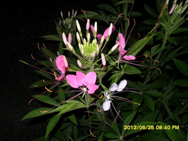 Name:  003.jpg
Views: 905
Size:  48.3 KB