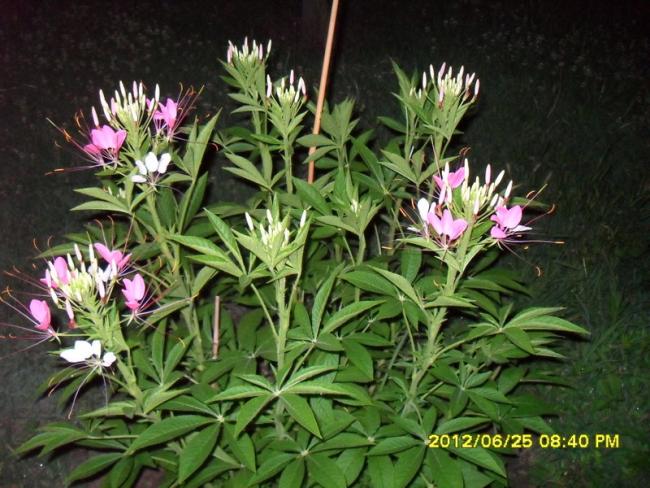 Name:  006.jpg
Views: 894
Size:  63.6 KB