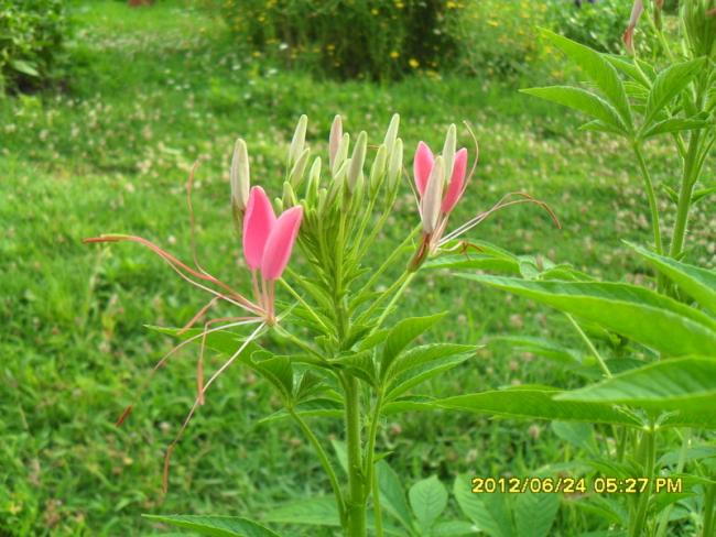 Name:  017.jpg
Views: 904
Size:  57.9 KB