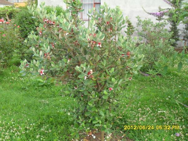 Name:  038.jpg
Views: 1870
Size:  72.5 KB