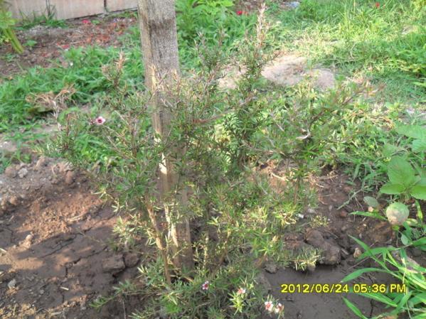 Name:  065.jpg
Views: 867
Size:  72.0 KB