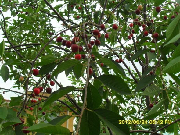 Name:  094.jpg
Views: 1014
Size:  73.4 KB