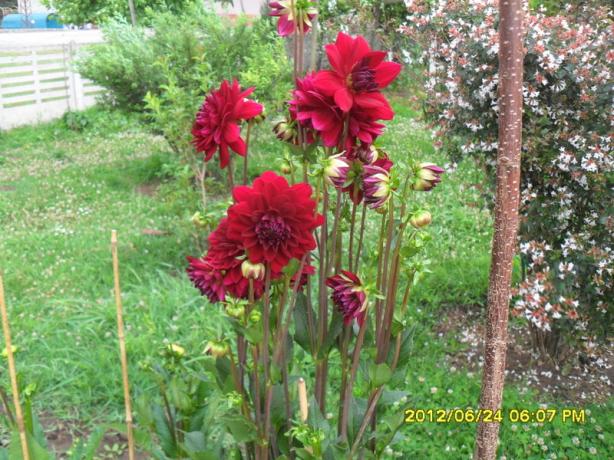Name:  140.jpg
Views: 1012
Size:  71.6 KB