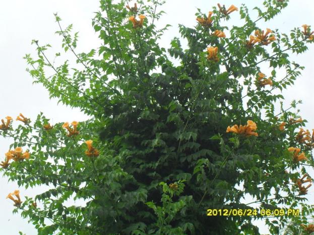 Name:  148.jpg
Views: 847
Size:  71.4 KB