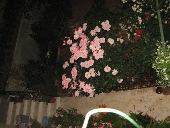 Name:  IMG_0691.jpg
Views: 1096
Size:  52.6 KB