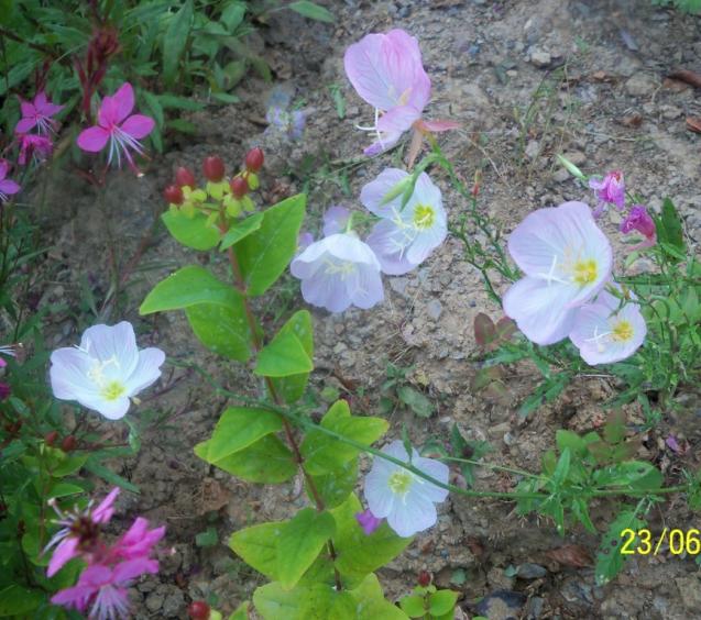Name:  100_6682.jpg
Views: 564
Size:  70.7 KB