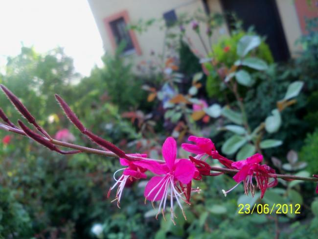 Name:  100_6687.jpg
Views: 547
Size:  40.4 KB
