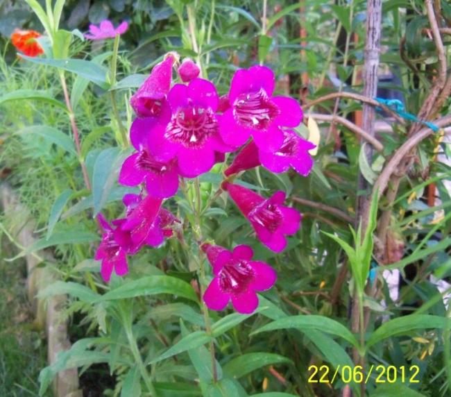 Name:  100_6459.jpg
Views: 549
Size:  68.0 KB